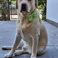 Labrador con Pedegree pronto per monta