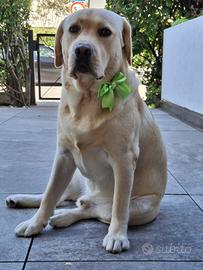 Labrador con Pedegree pronto per monta