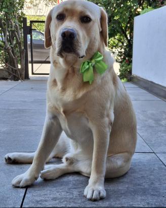 Labrador con Pedegree pronto per monta