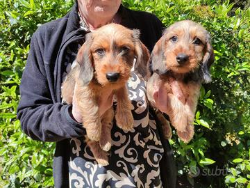 Cuccioli Bassotto pelo duro