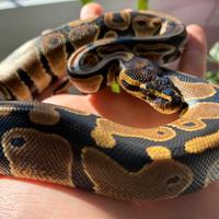 Serpente Pitone Reale