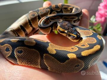 Serpente Pitone Reale