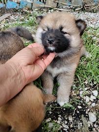 Shiba Inu con pedigree Enci