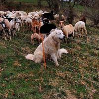 Pastore abruzzese