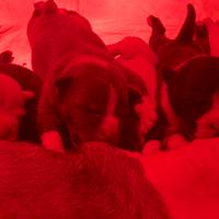 American bully