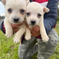 West highland White terrier