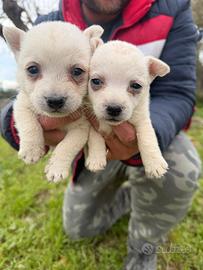 West highland White terrier