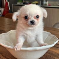 Cuccioli Chihuahua