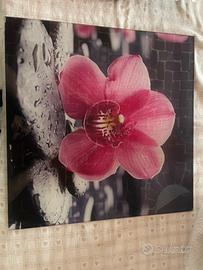 Qadro moderno orchidee