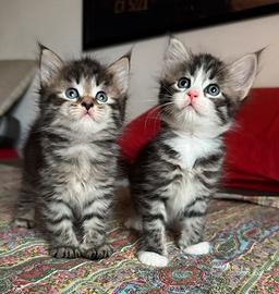 Maine coon cuccioli