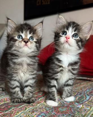 Maine coon cuccioli