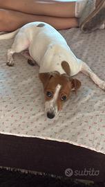 Cane femmina jack russel terrier
