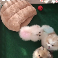 Spitz Pomerania con PedigreeENCI