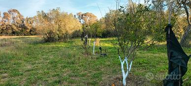 Terreno Agricolo Edificabile