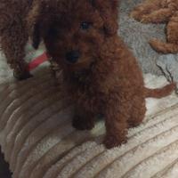 Barbone nano red. barboncino rosso