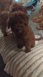 Barbone nano red. barboncino rosso