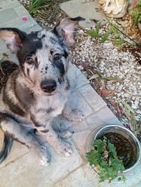 Cuccioli di pastore Apuano
