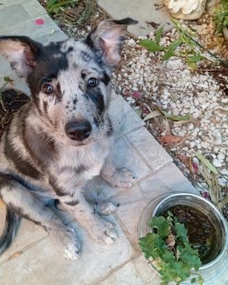 Cuccioli di pastore Apuano