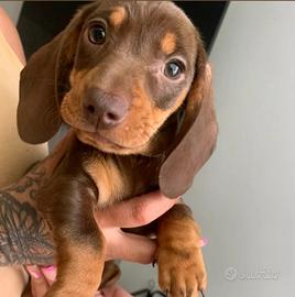 Cuccioli di bassotti maschi e femmine