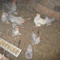 Galline "Cocincina Nana"