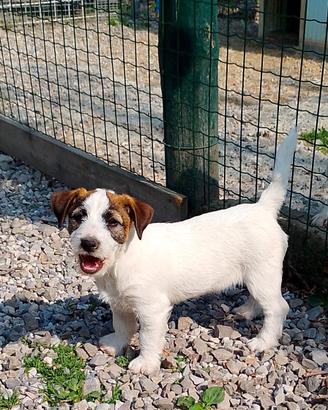 Vendita cucciolo Jack Russel da Privato a Siena bellissimi cuccioli di