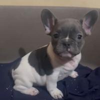 Cuccioli Bulldog Francese