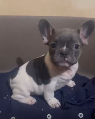 Cuccioli Bulldog Francese