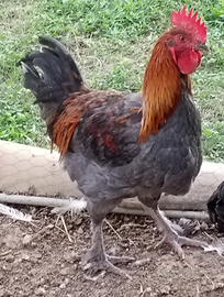 Gallo Marans