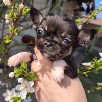 Chihuahua femmina piccolissima