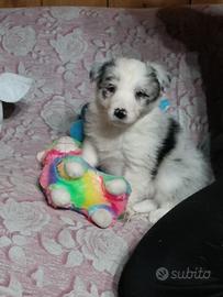 Cuccioli di Border collie