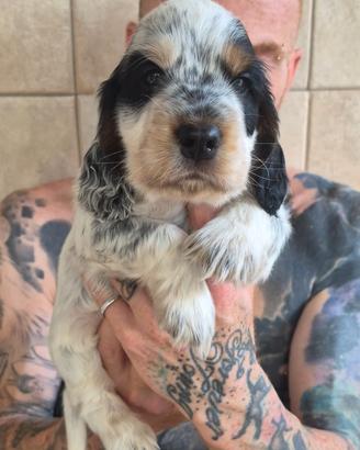 Cucciolo di cocker spaniel inglese