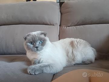 Prenotabili gattini scottish fold