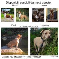 Cuccioli amstaff - pitbull