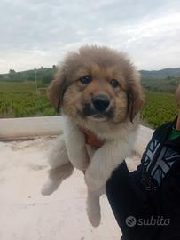 Cucciola pastore del caucaso