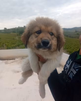 Cucciola pastore del caucaso