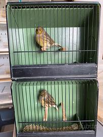 Canarini Gloster consort