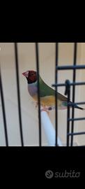 Diamanti di Gould