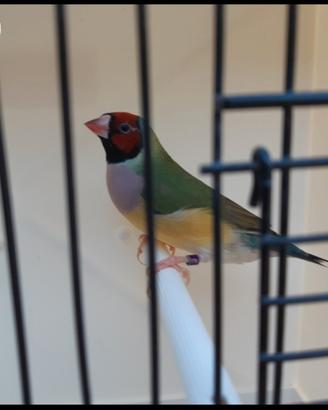 Diamanti di Gould