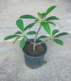 Piante di Pomelia in vaso