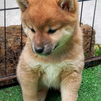 Shiba con PEDIGREE