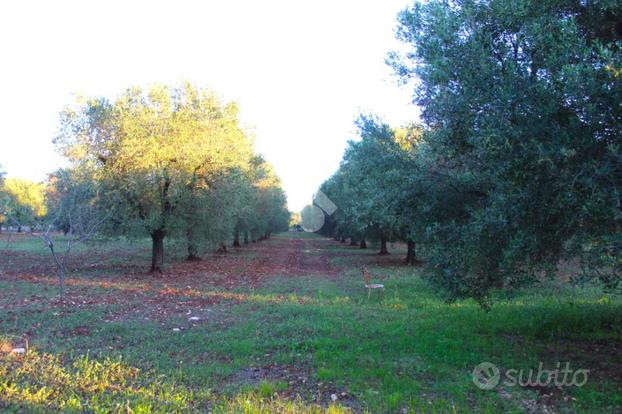 TER. AGRICOLO A CAROVIGNO