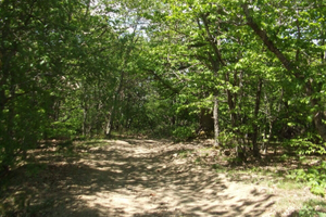 Legna da tagliare (taglio in piedi)