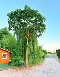 Paulownia Gigante-Crescita Rapida e Ombra Naturale