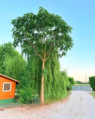 Paulownia Gigante-Crescita Rapida e Ombra Naturale