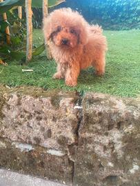 Barboncino Toy maschio