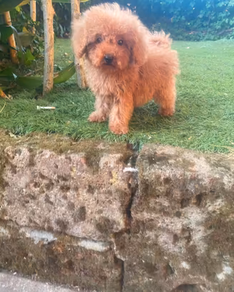Barboncino Toy maschio