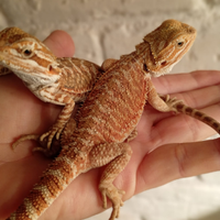 Drago barbuto-pogona vitticeps baby
