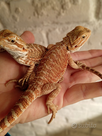 Drago barbuto-pogona vitticeps baby