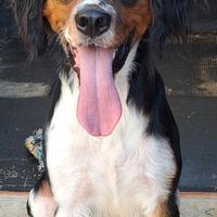 Epagneul Breton tricolore