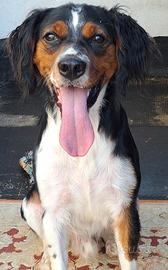 Epagneul Breton tricolore